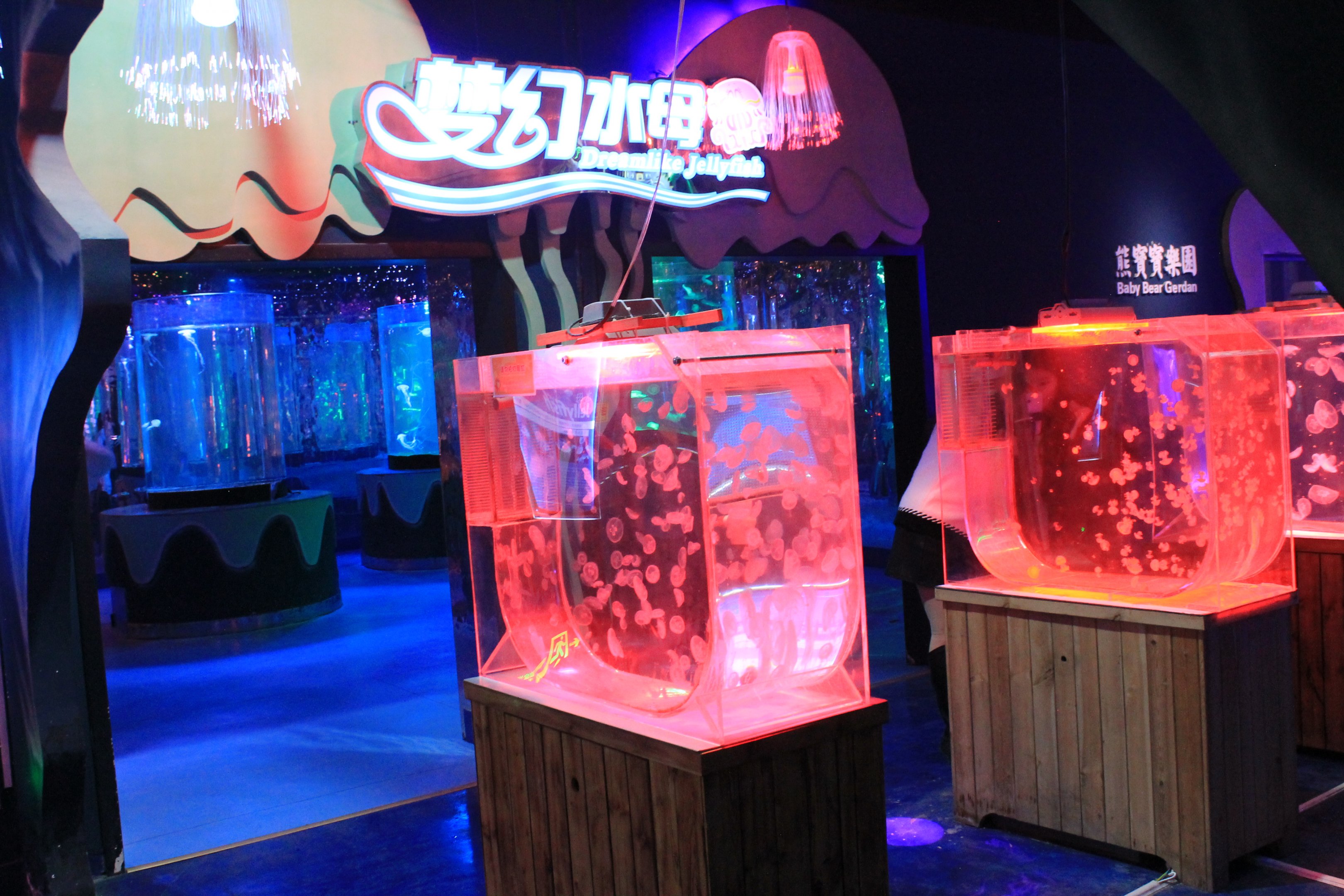 Jellyfish at Fantasy Aquarium, Xi'an