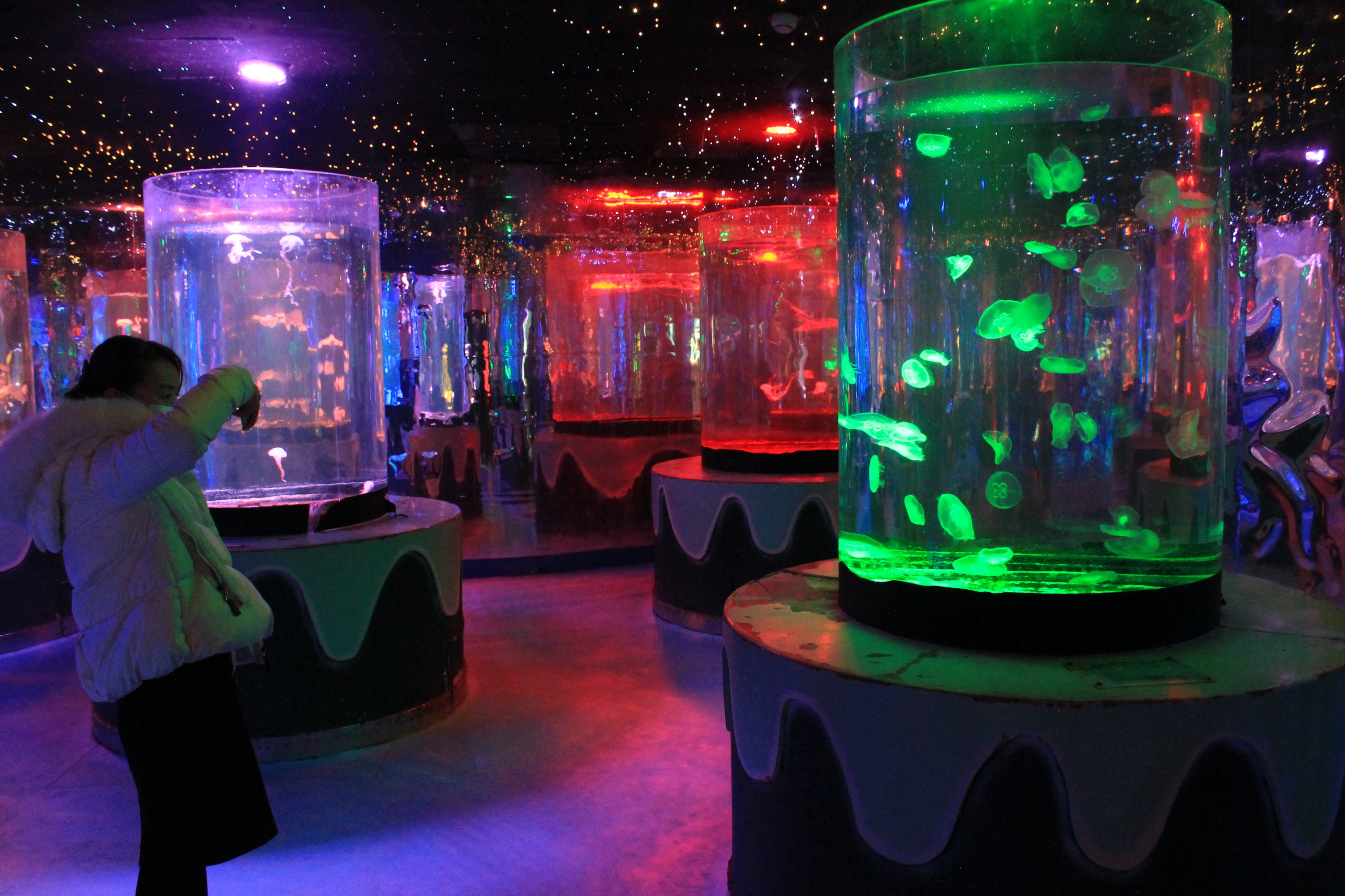 Jellyfish at Fantasy Aquarium, Xi'an