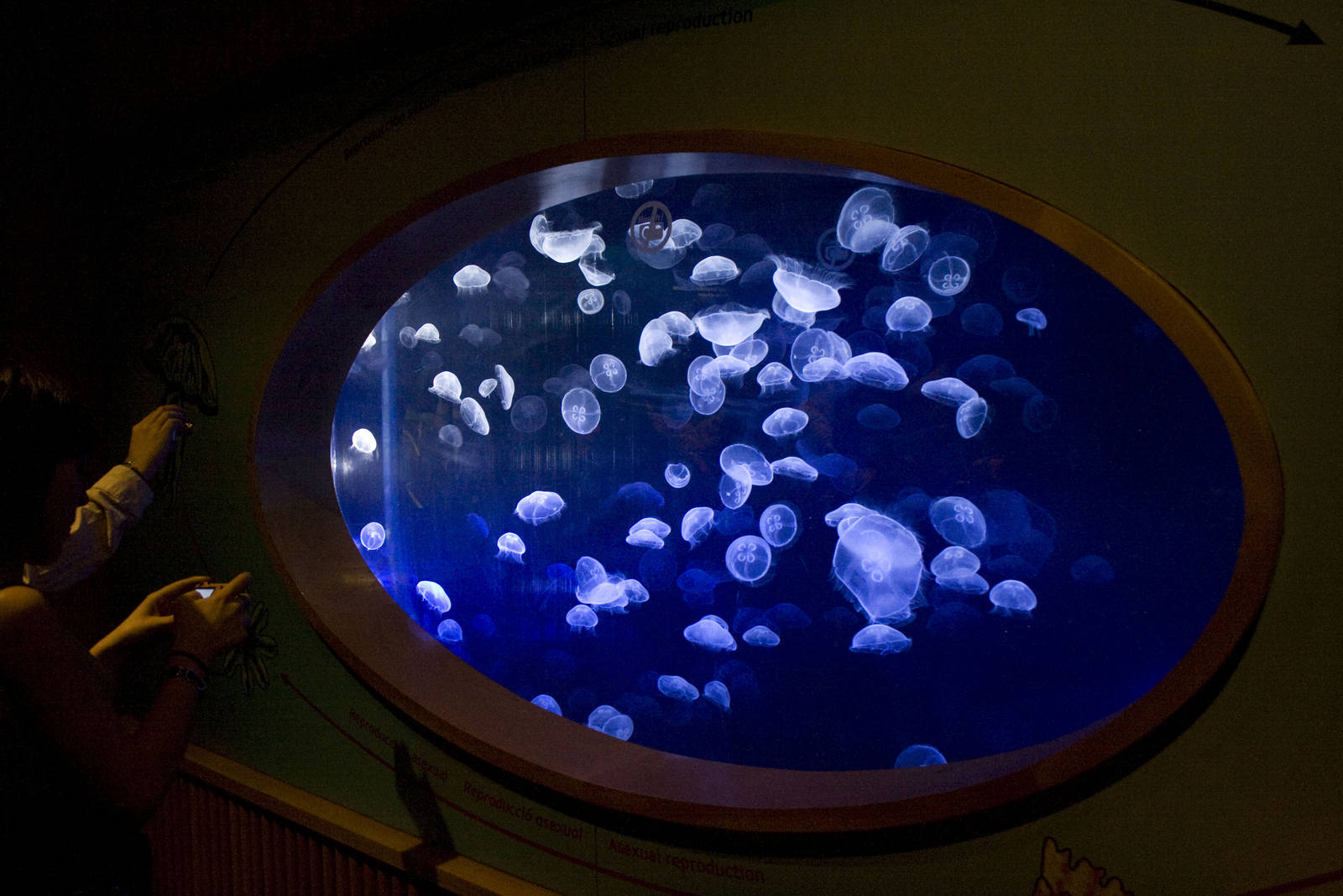 Jellyfish at Oceanografic in Valencia, Spain