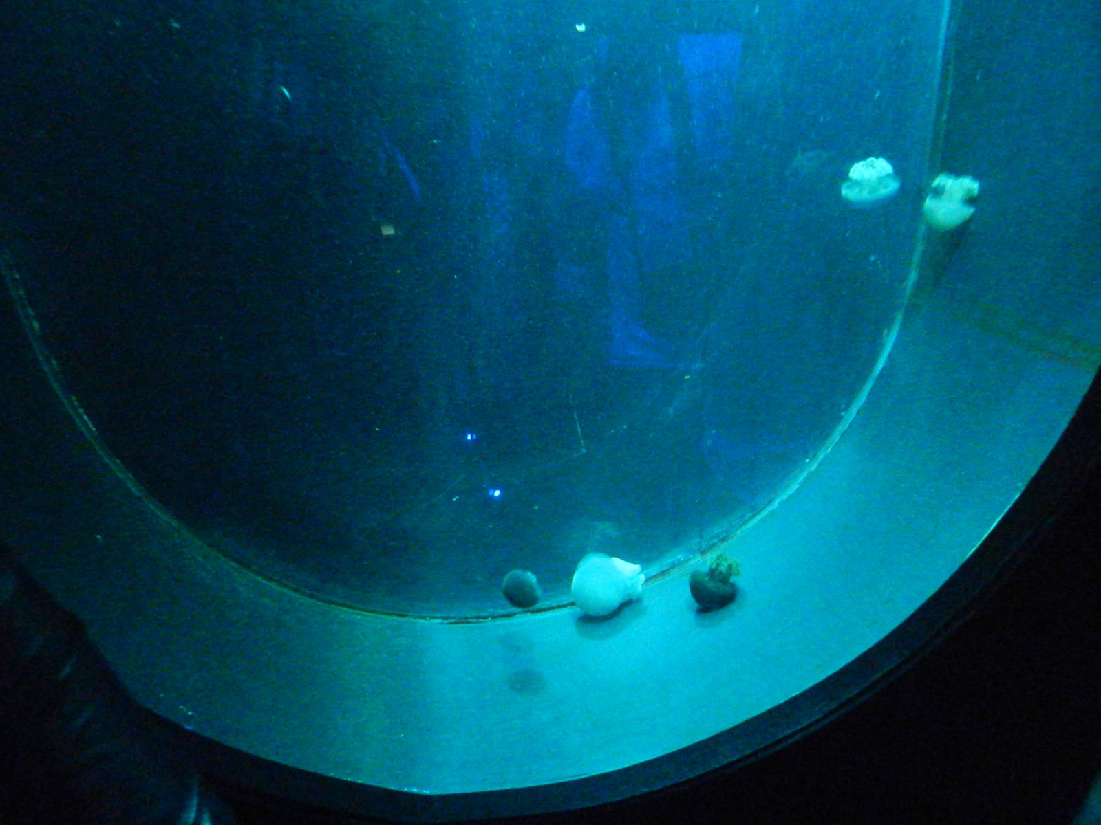 Jellyfish at SEA LIFE Scarborough - 26/08/2012