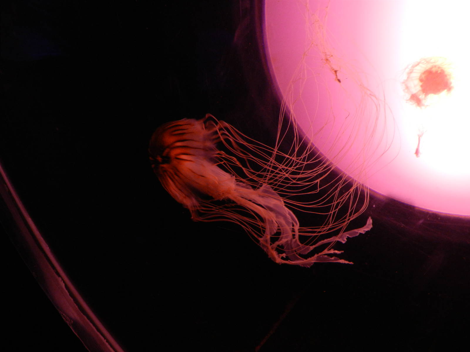 Jellyfish at SEA LIFE Scarborough - 26/08/2012