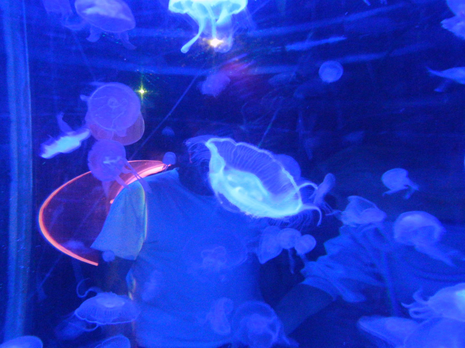 Jellyfish at SEA LIFE Scarborough - 26/08/2012