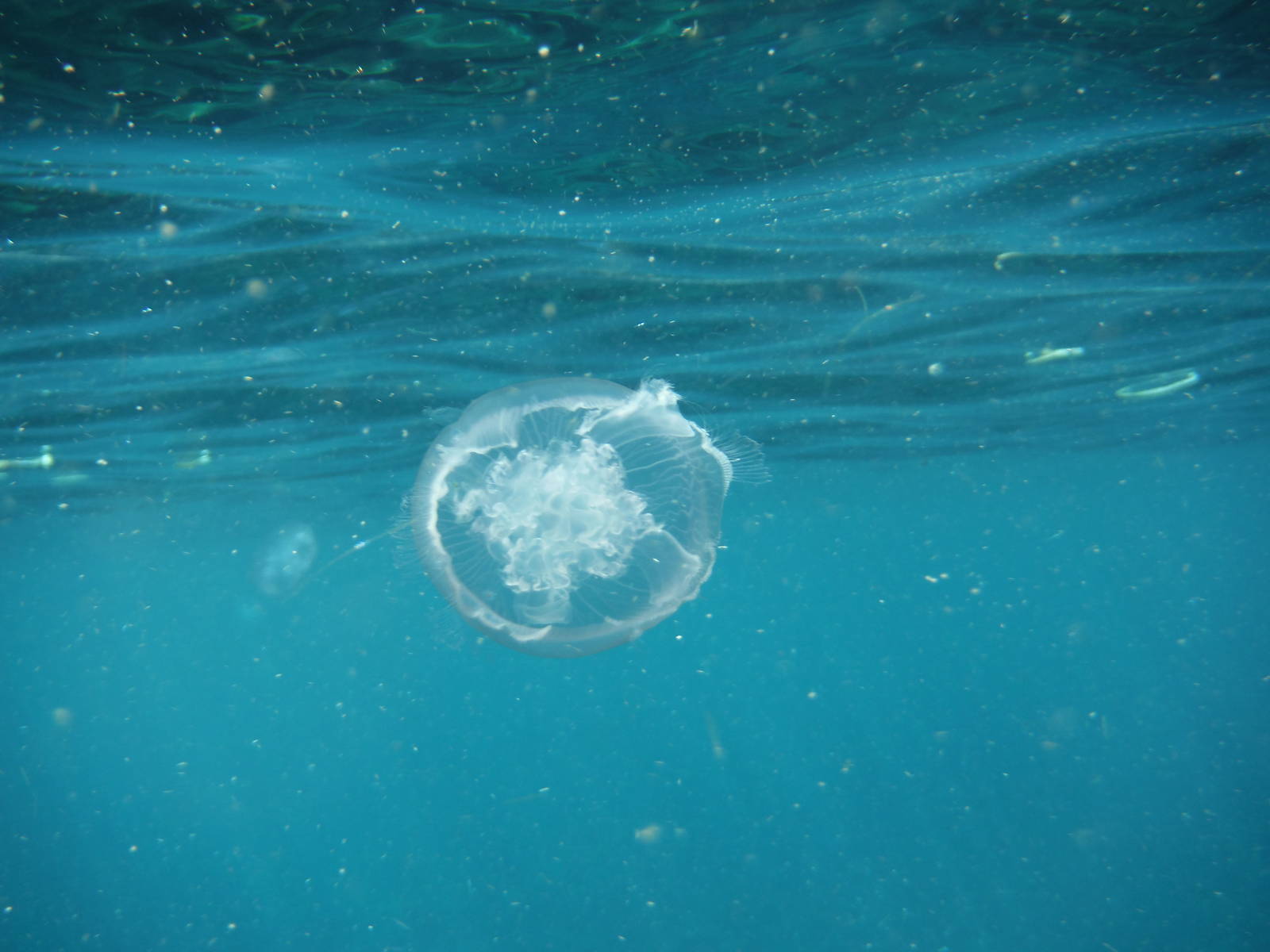 Jellyfish (?) - Bali