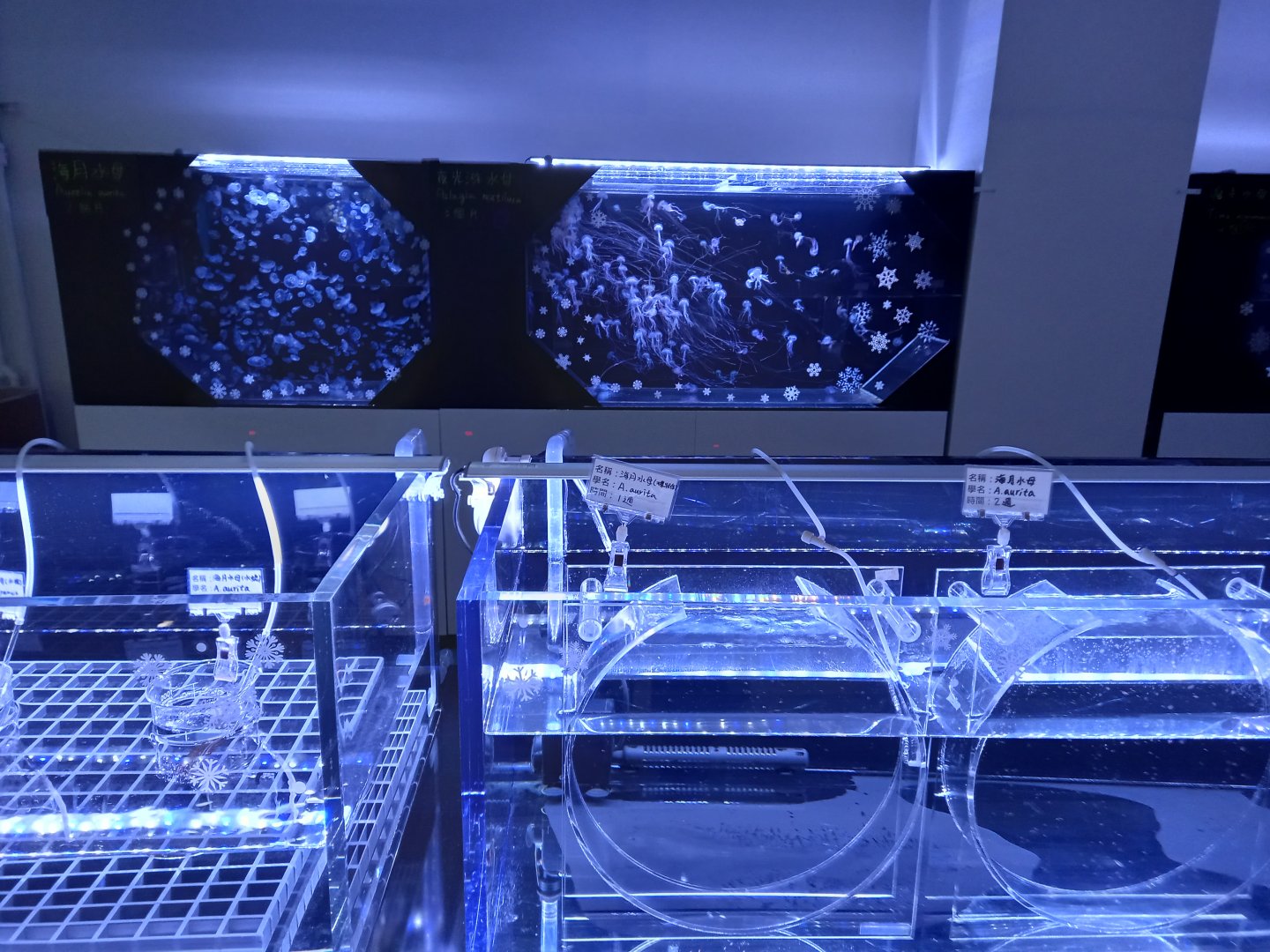 Jellyfish breeding lab, Xpark Aquarium
