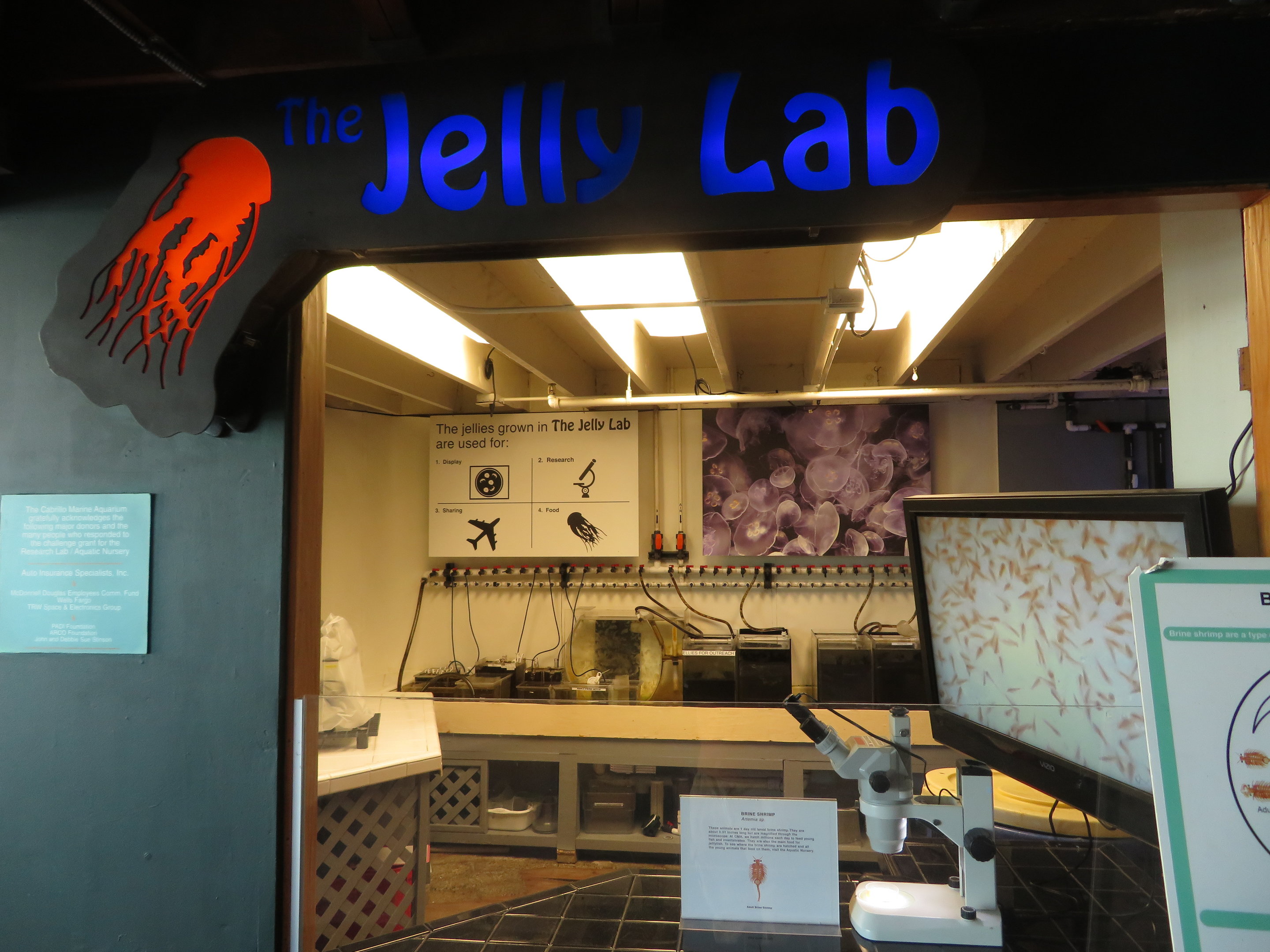 Jellyfish Breeding Lab