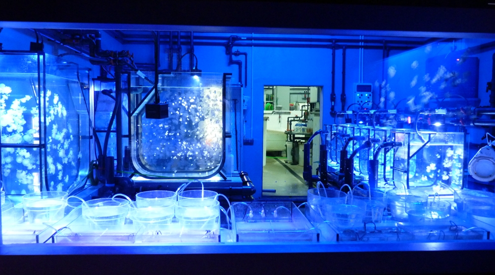Jellyfish breeding room (Sevilla aquarium)
