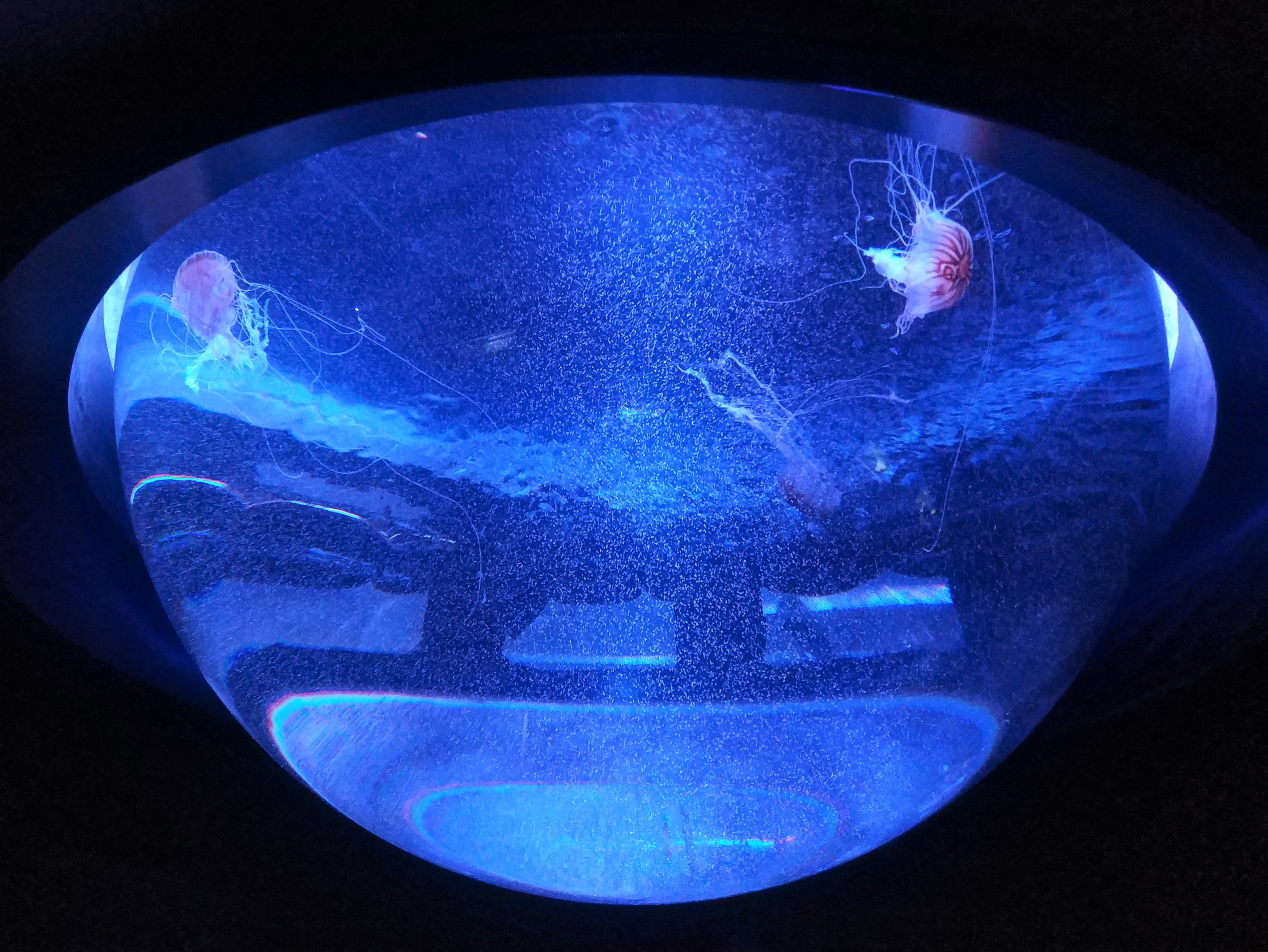 Jellyfish Ceiling Tank