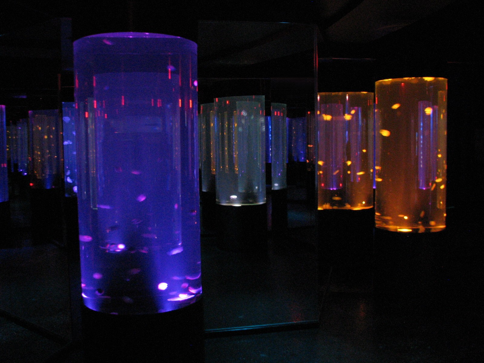 Jellyfish Discovery - Jelly Exhibits