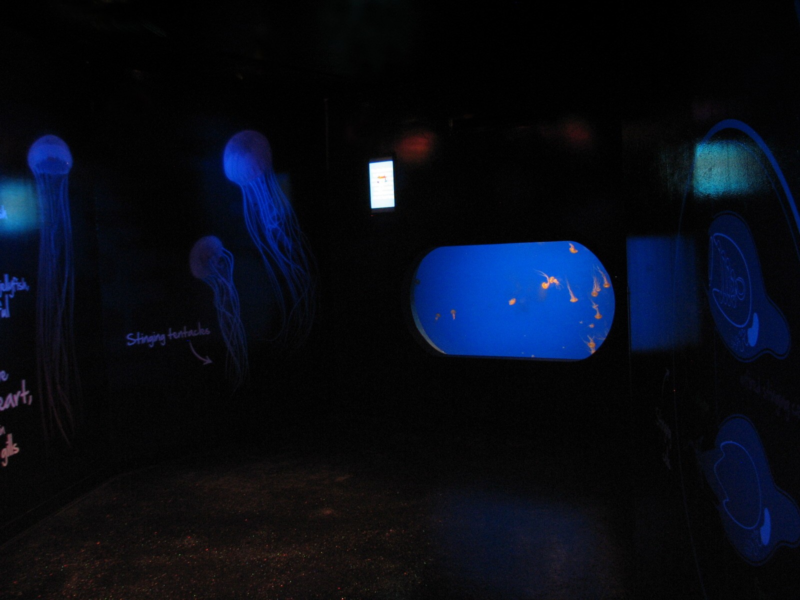 Jellyfish Discovery - Pacific Sea Nettle Exhibit
