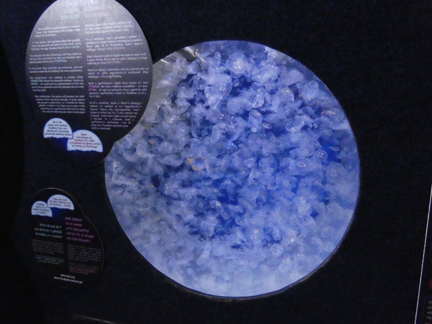 Jellyfish display - Anglesey Sea Zoo
