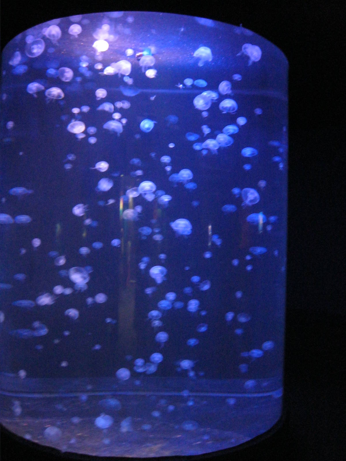 Jellyfish Encounter- Moon Jelly Tank