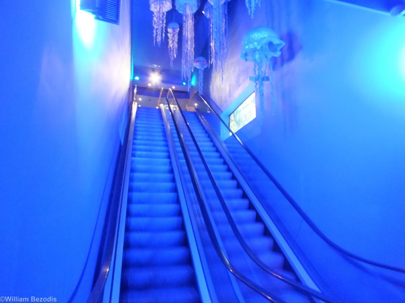 'Jellyfish Escalator'