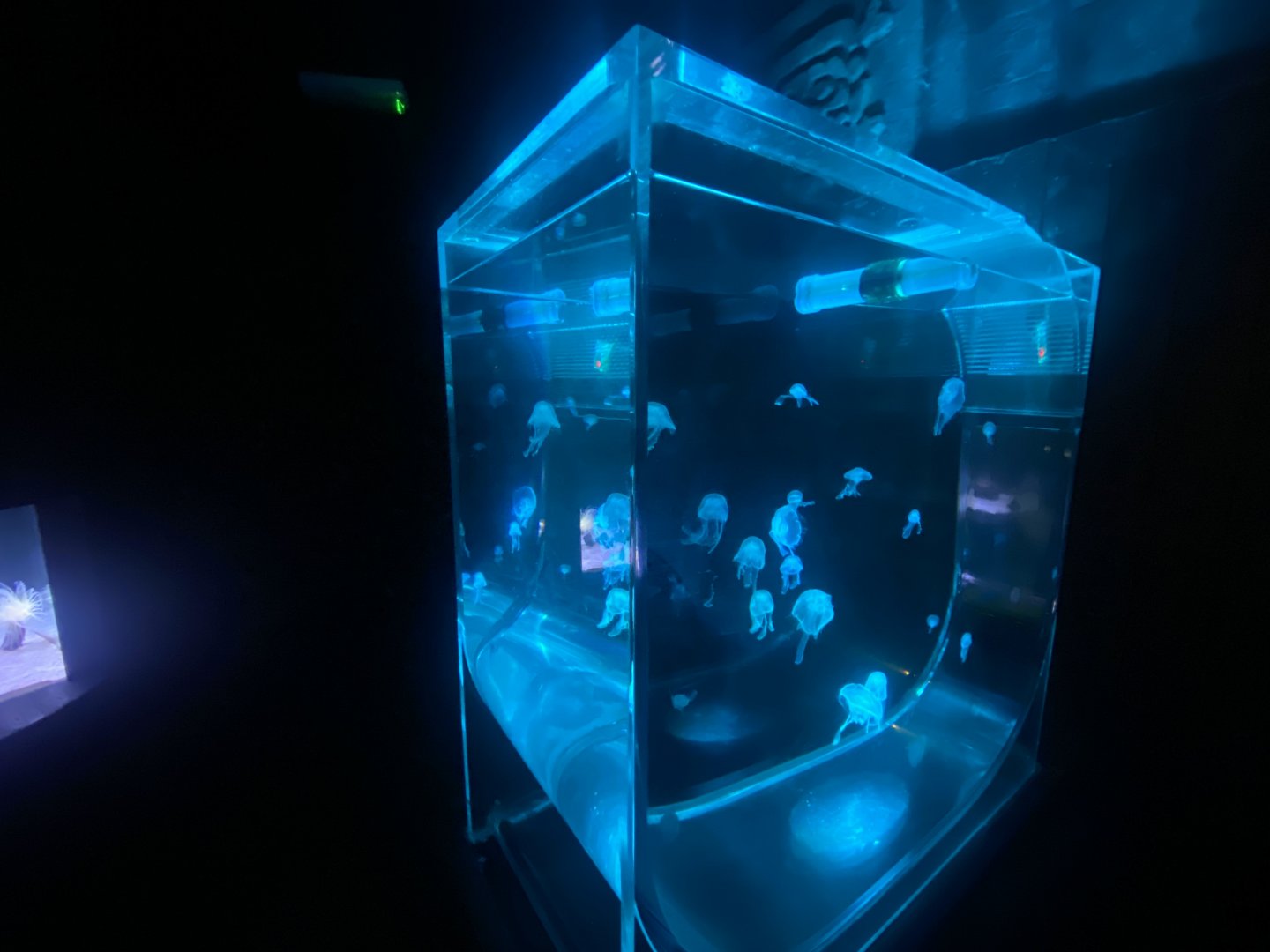 Jellyfish exhibit 080122