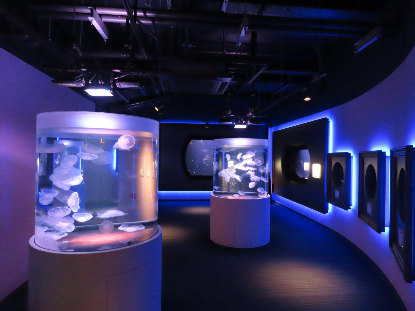 Jellyfish exhibit area