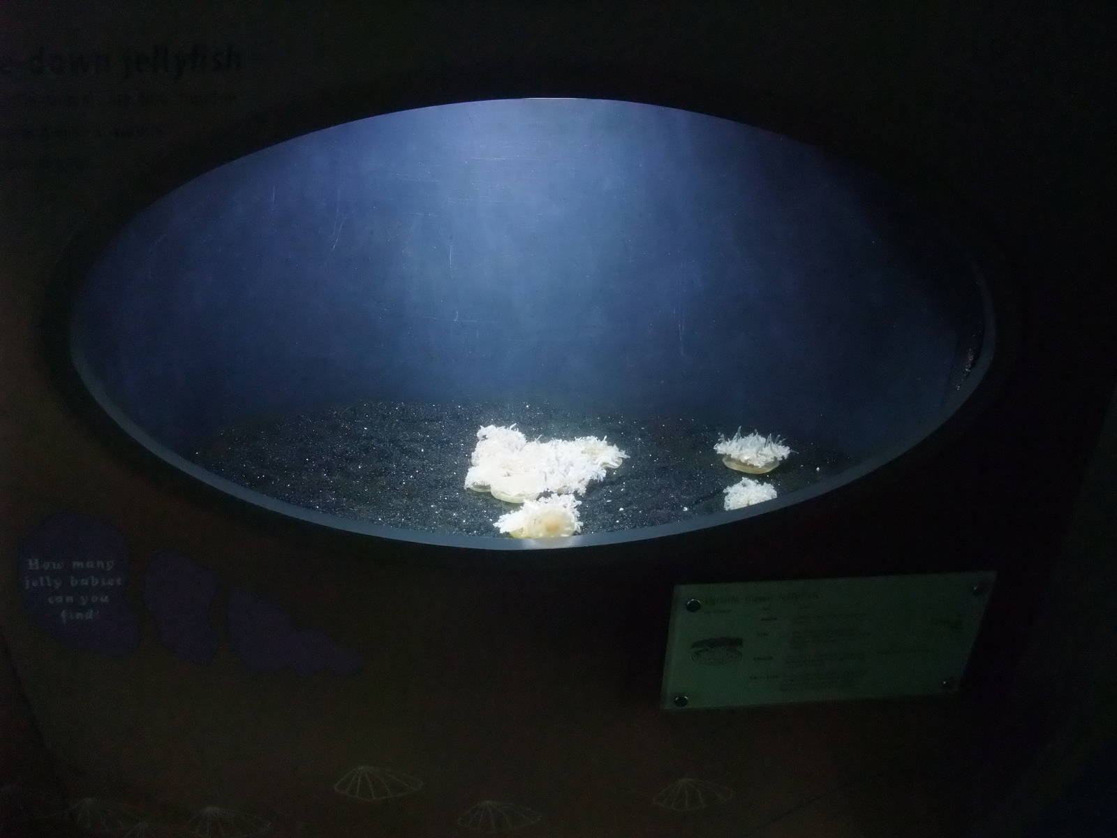 Jellyfish Exhibit at London, 16/11/11