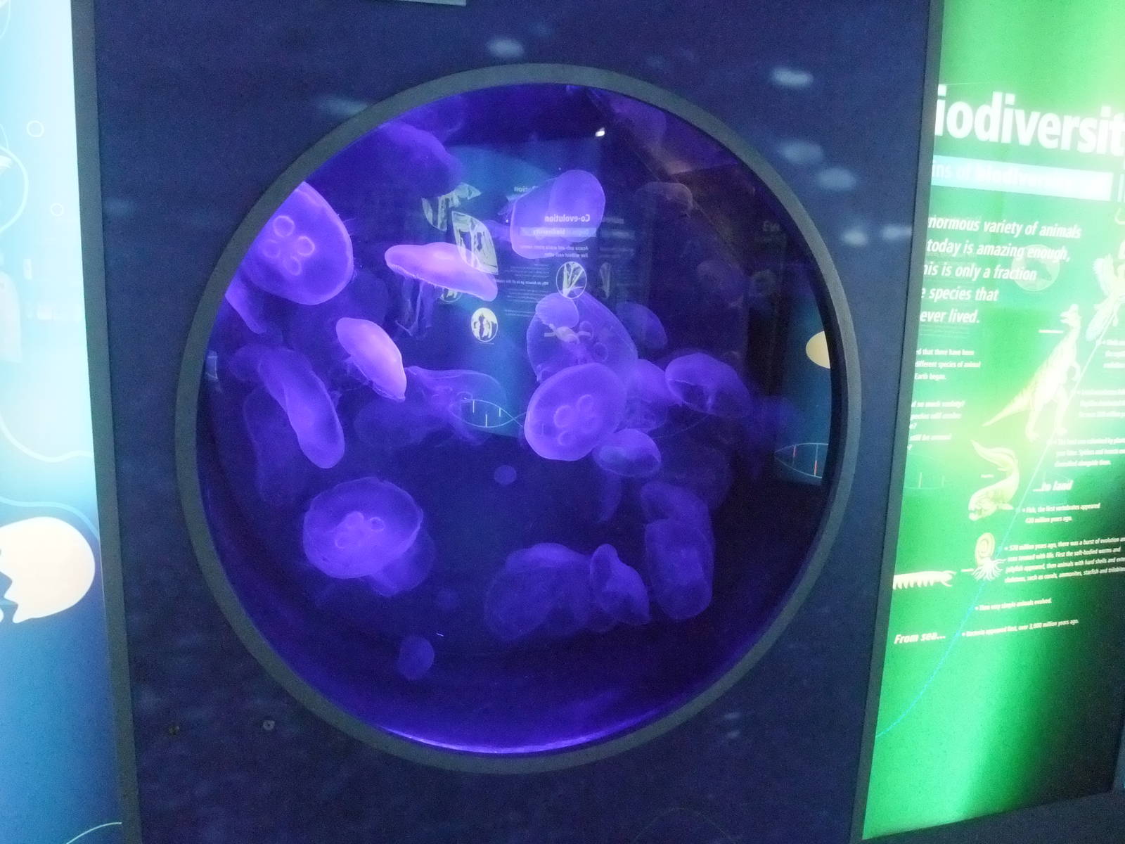 Jellyfish Exhibit at London, 16/11/11