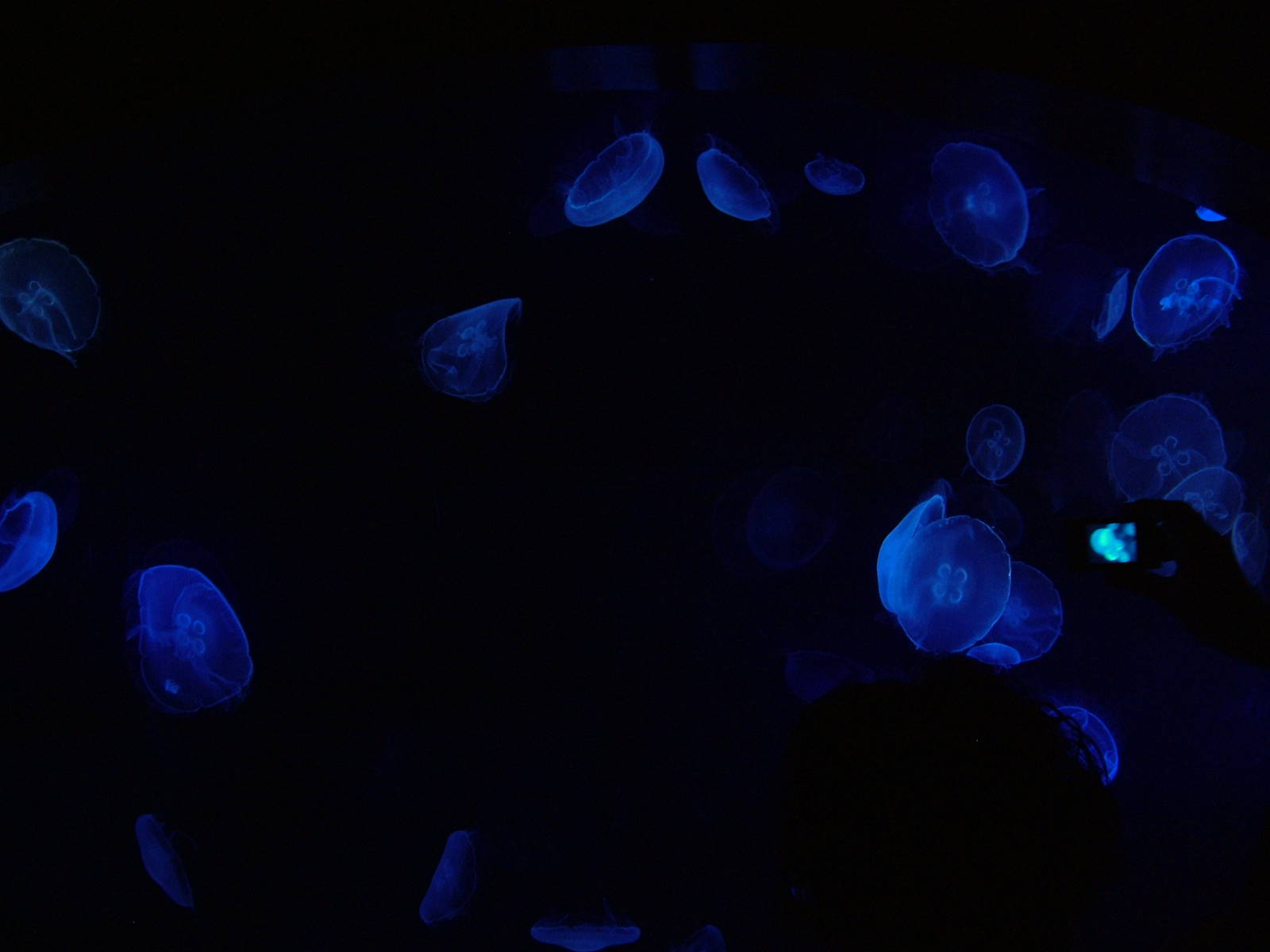 Jellyfish Exhibit at Oceanografic, 29/05/11