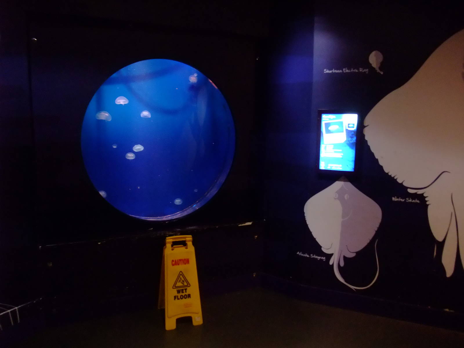 Jellyfish Exhibit at SLC London, 17/11/11