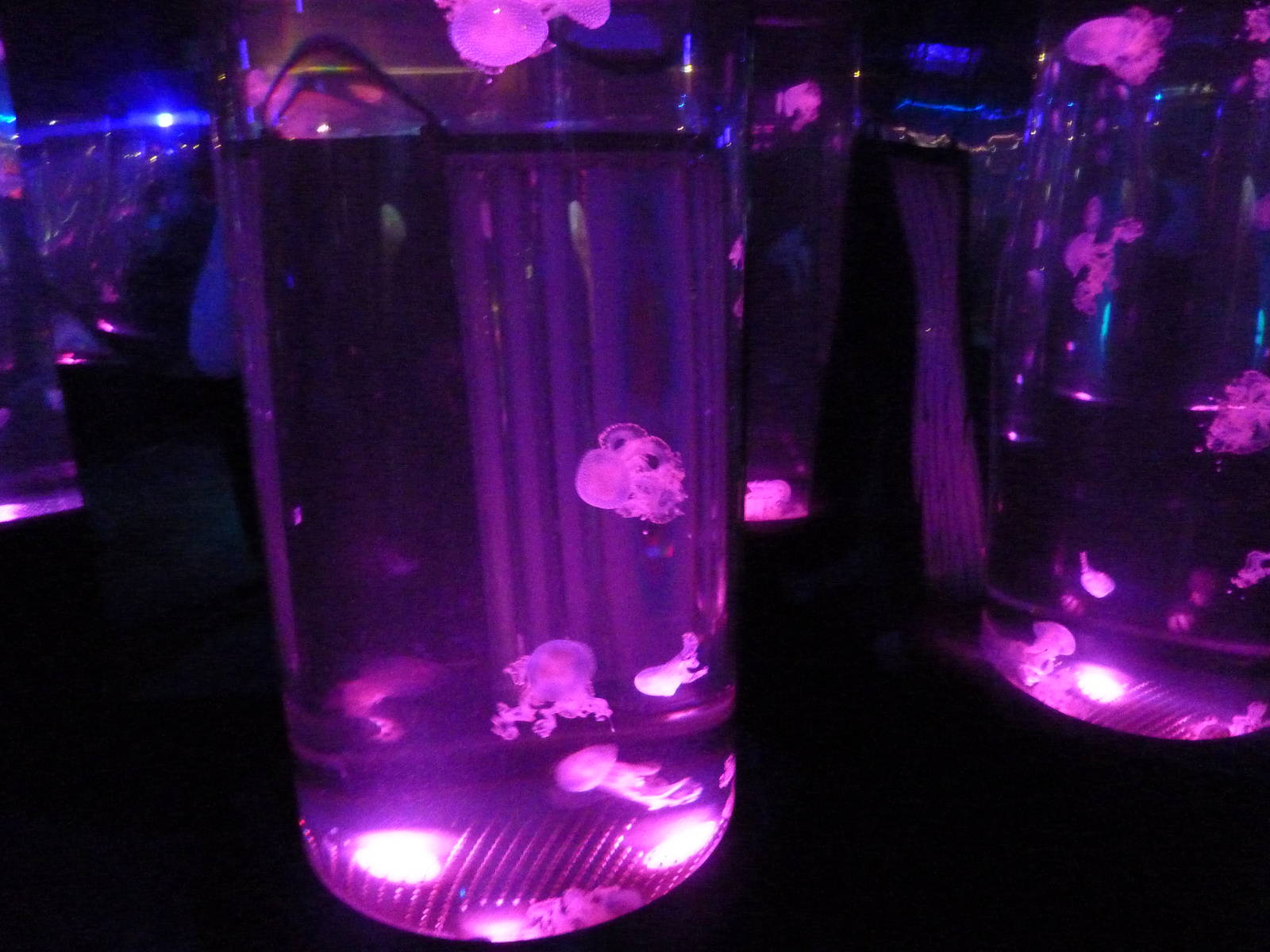 Jellyfish exhibit