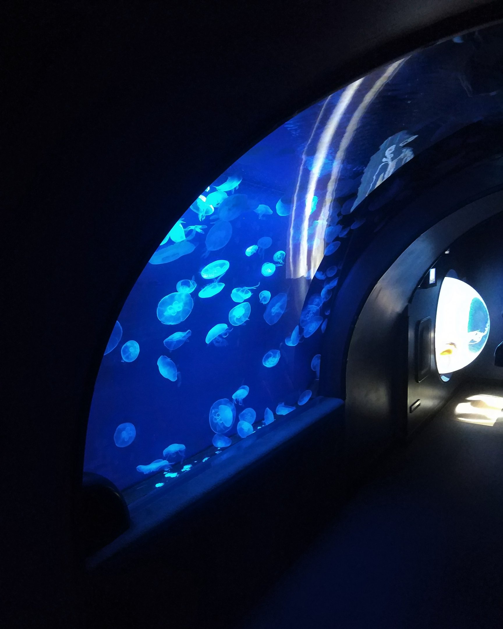 Jellyfish Exhibit