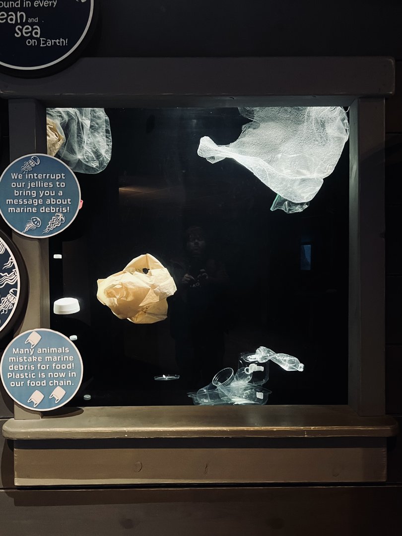 “jellyfish” exhibit