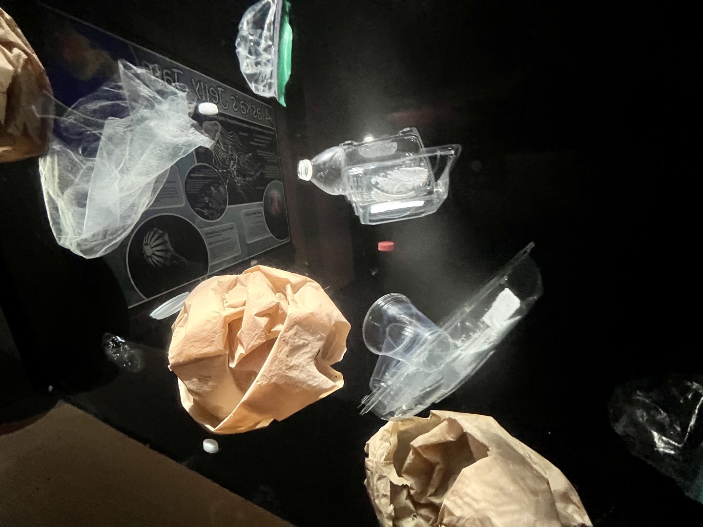 “Jellyfish” Exhibit