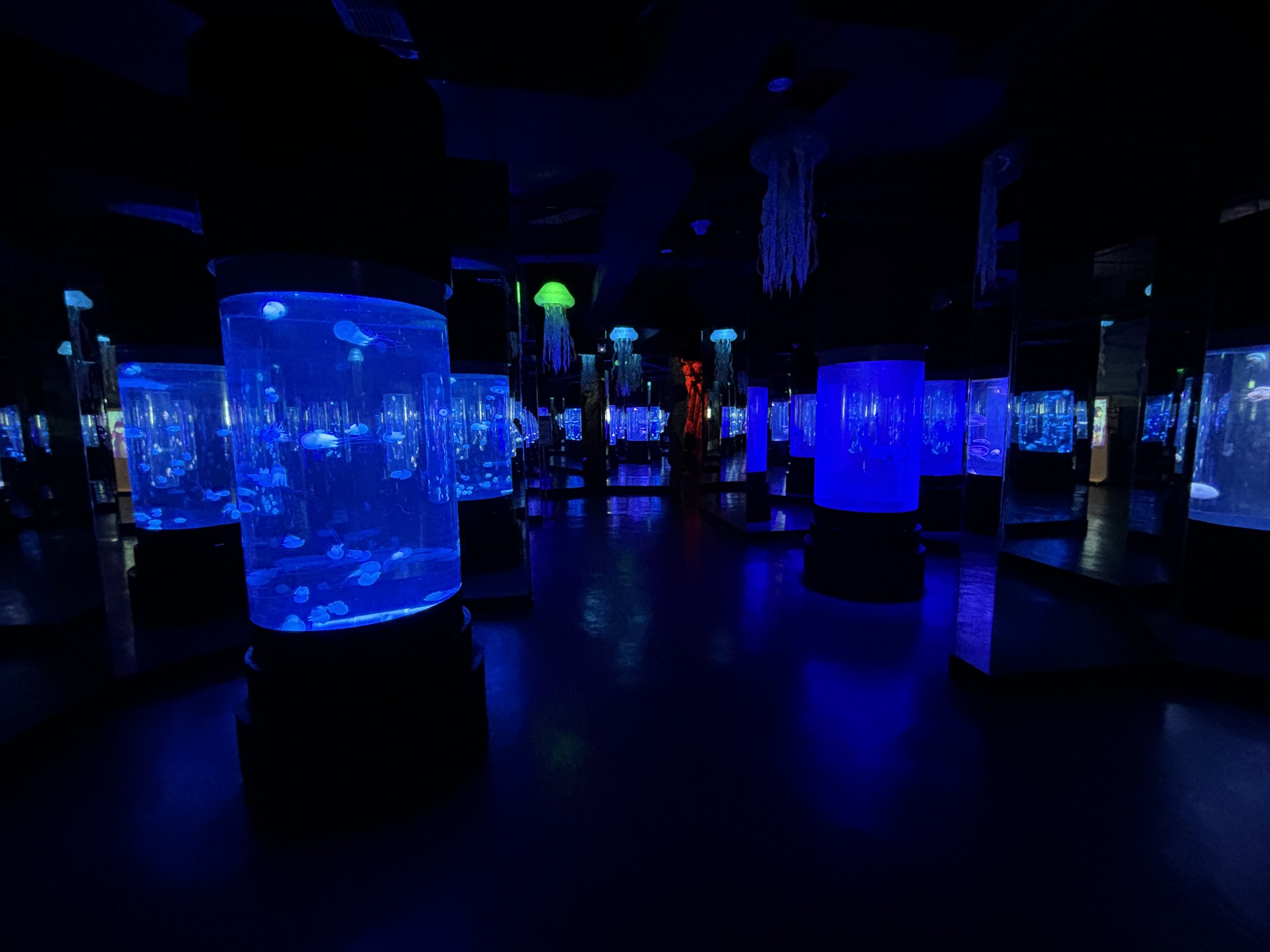 Jellyfish Exhibits - BXSea Aquarium