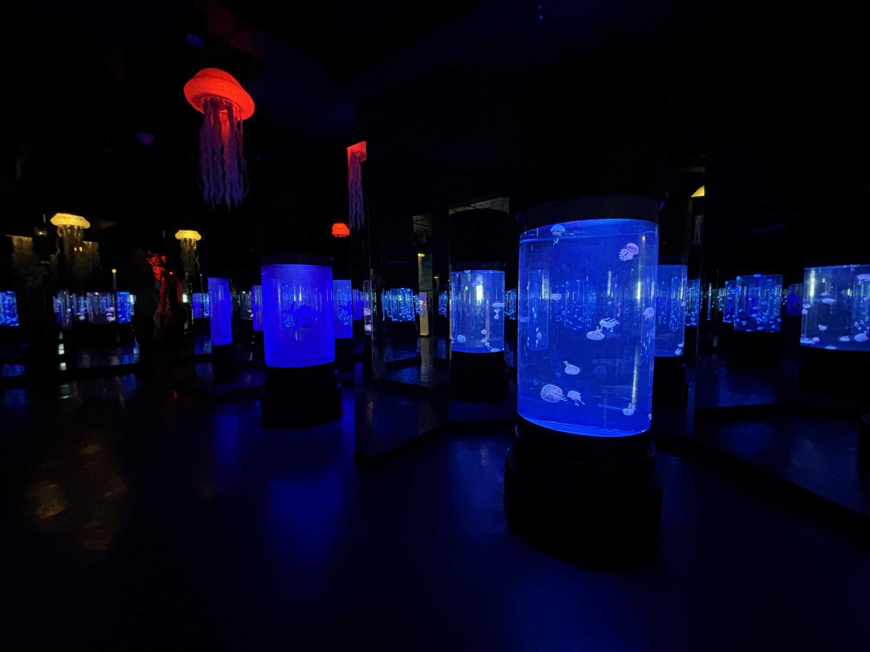Jellyfish Exhibits - BXSea Aquarium