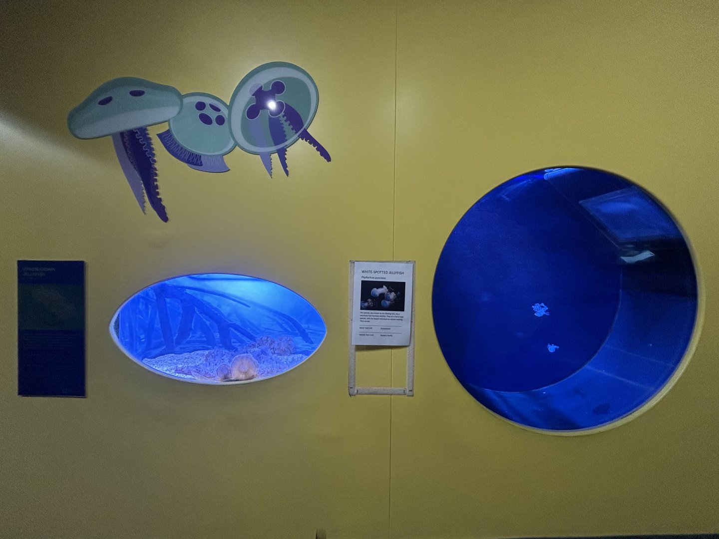 Jellyfish Exhibits - Tiny Giants