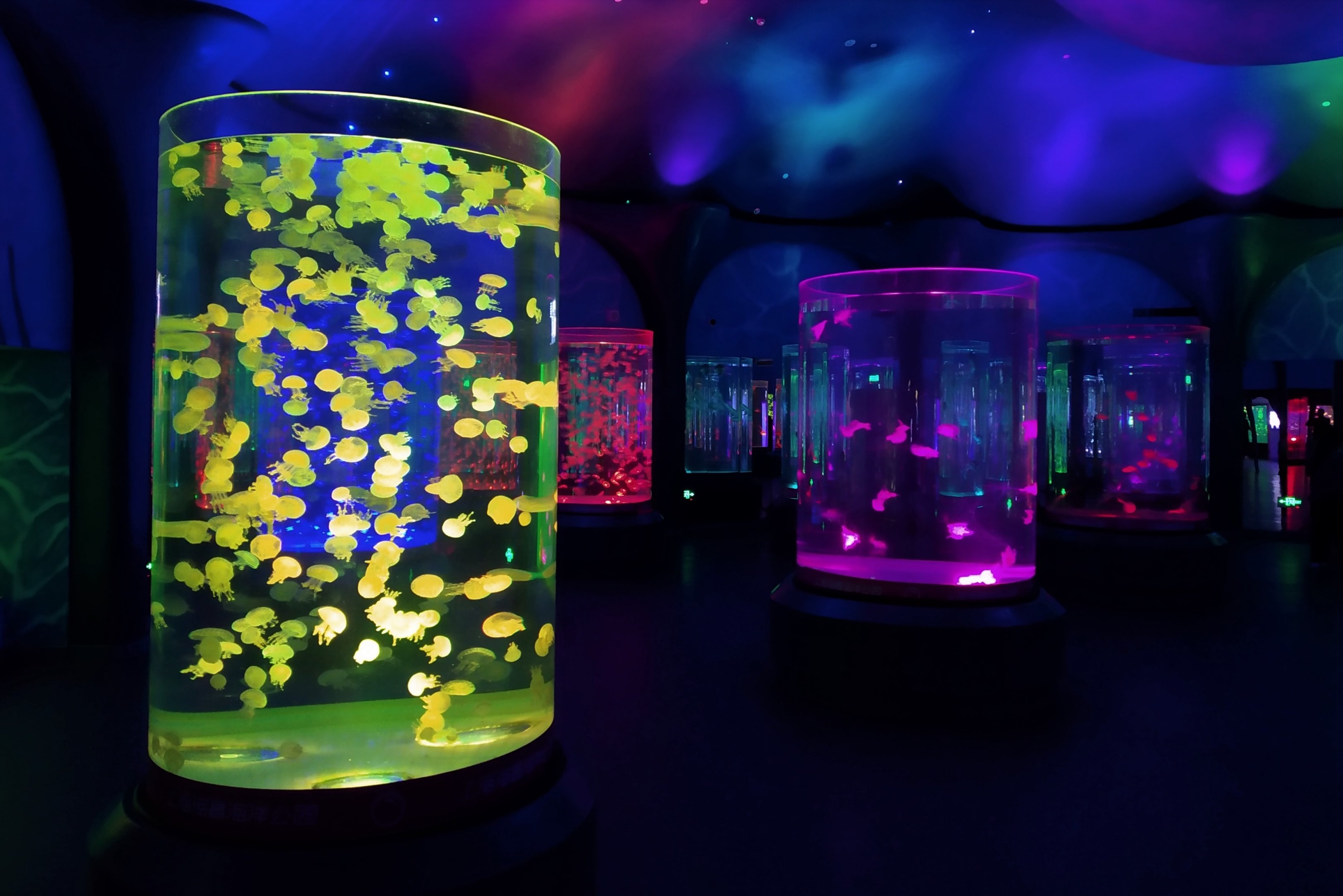 Jellyfish Exhibits