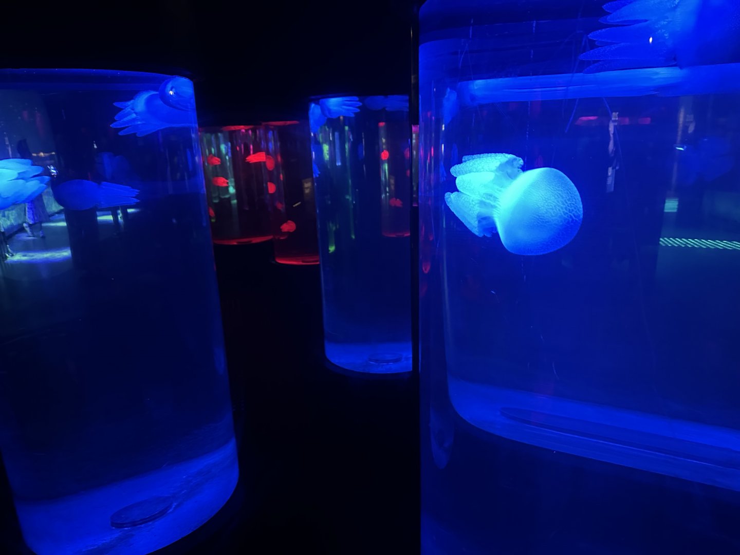 Jellyfish Hall of Mirrors