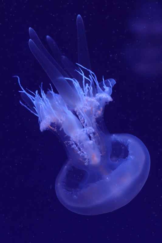 Jellyfish ID - L'Oceanogràfic València