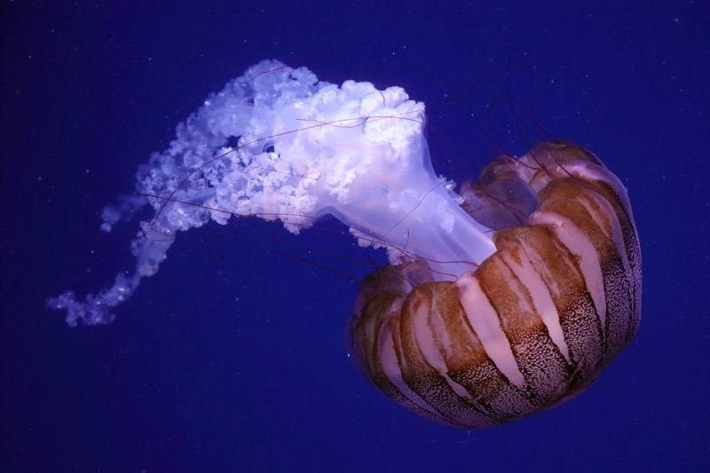 Jellyfish ID - L'Oceanogràfic València