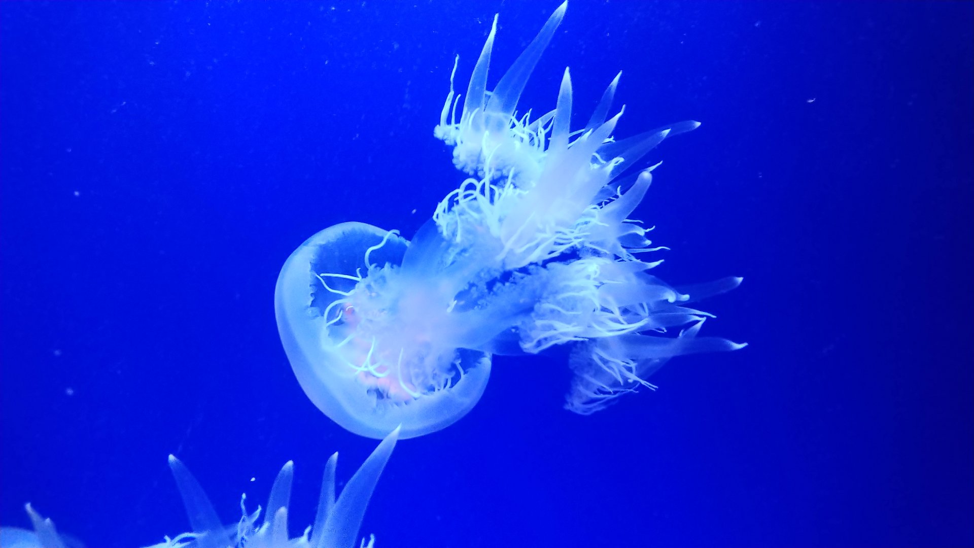 Jellyfish ID
