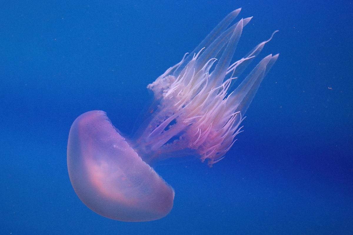 Jellyfish ID