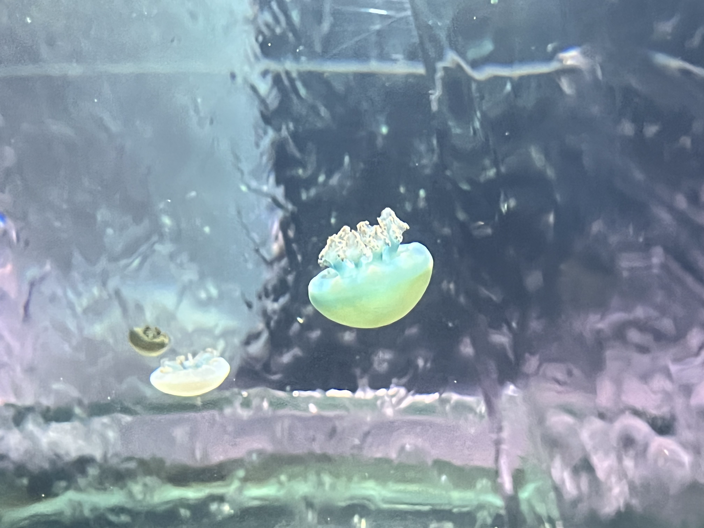 Jellyfish ID