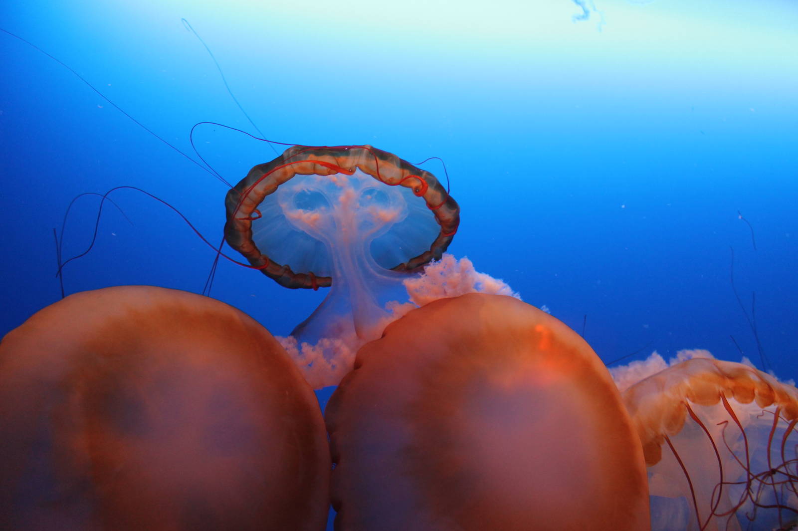 Jellyfish - June 2013