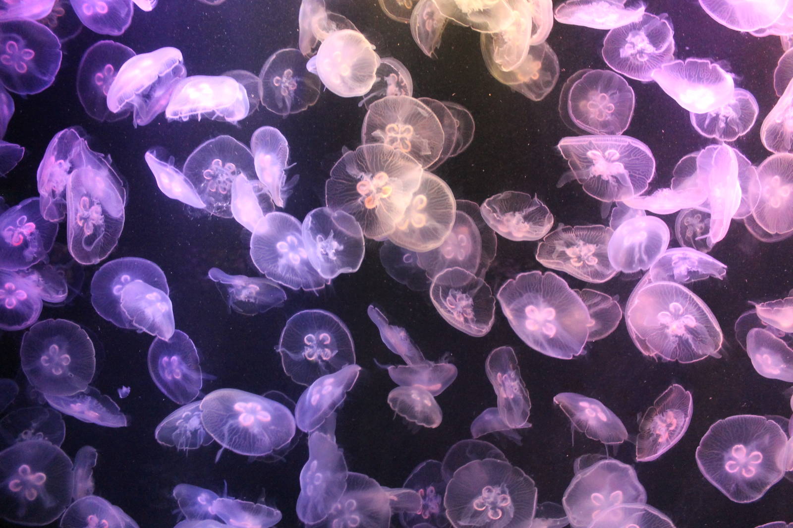 Jellyfish - June 2013