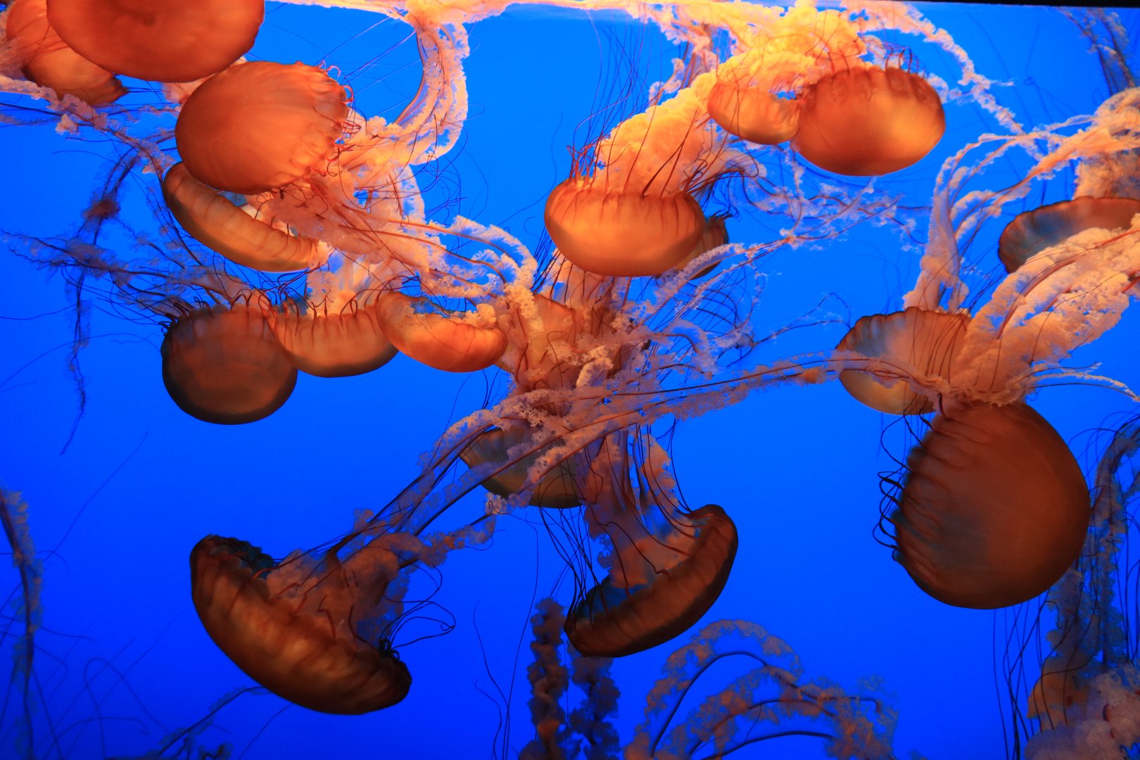Jellyfish (June 2019)