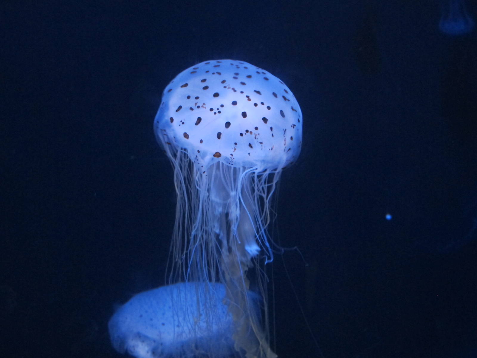 Jellyfish - Kelly Tarlton's 2012