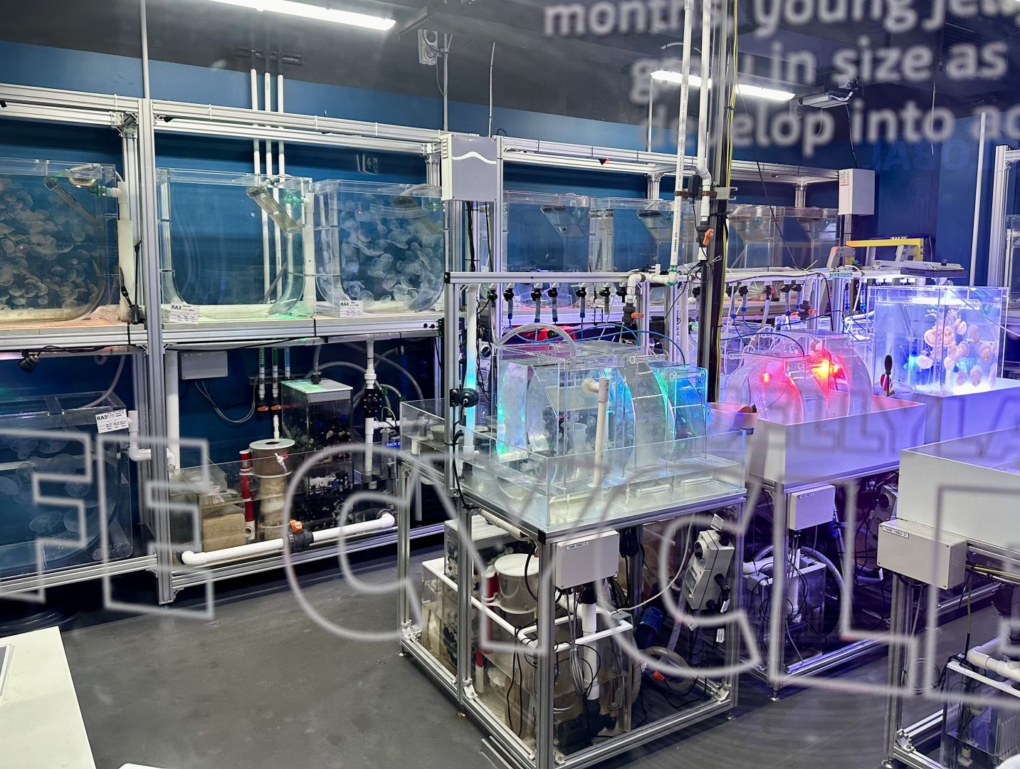 Jellyfish Laboratory