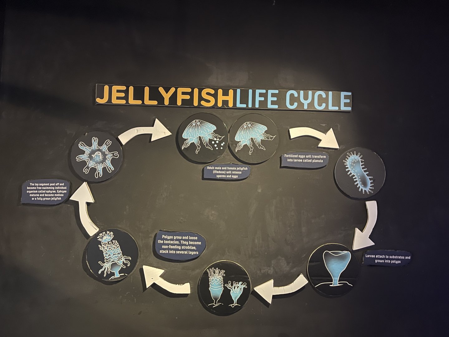 jellyfish life cycle signage