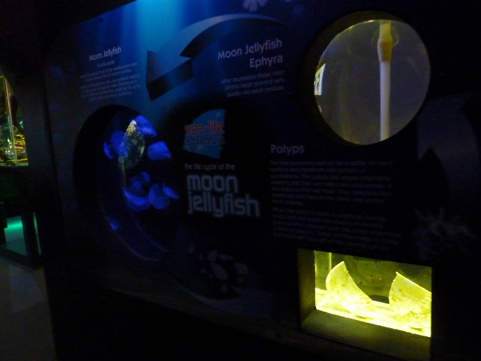 Jellyfish life cycle tanks