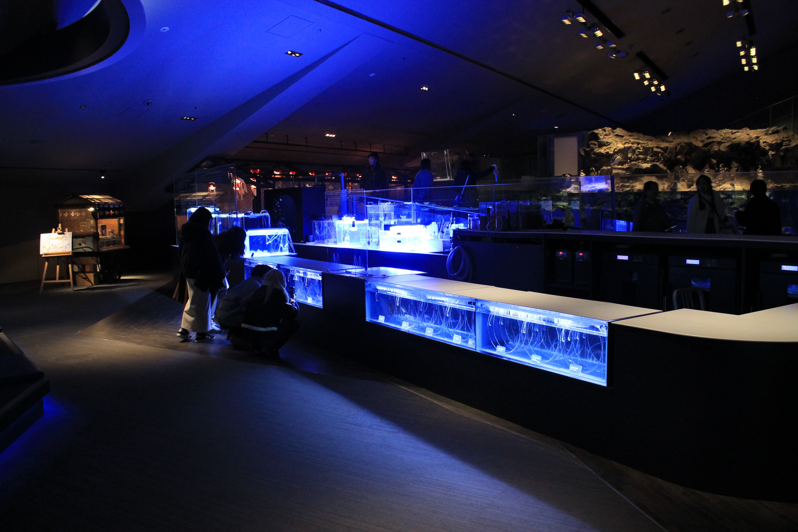 Jellyfish life-cycle tanks