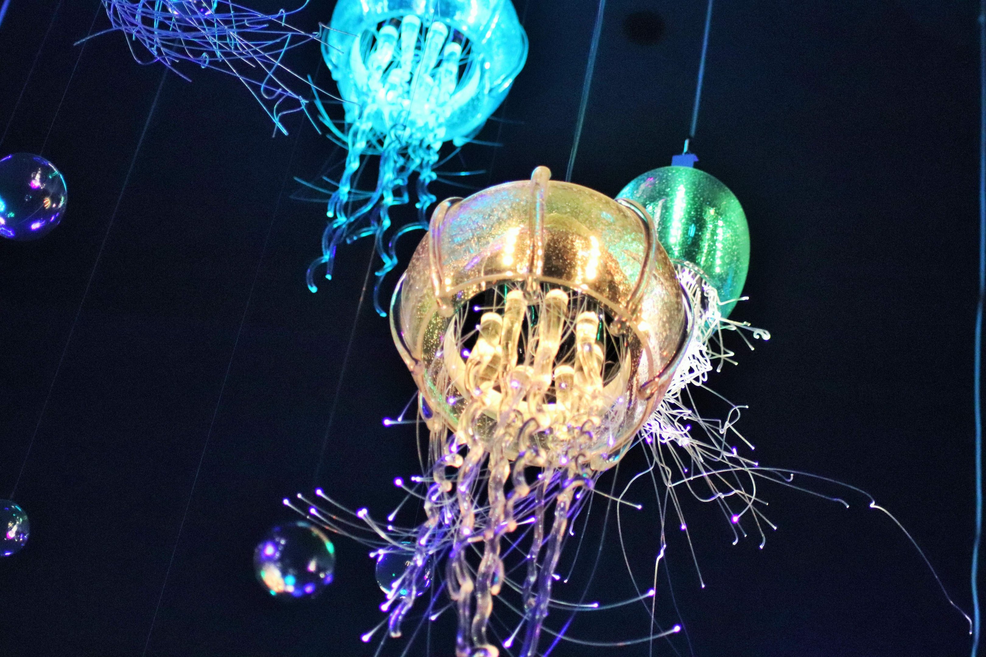 Jellyfish Lights - Sea Jellies Illuminated