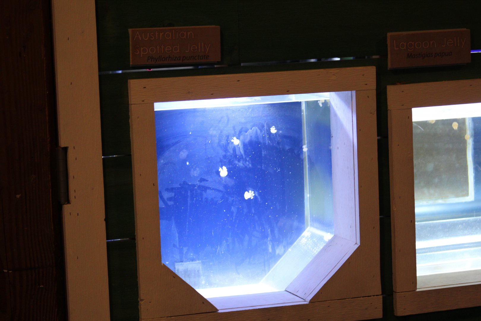 Jellyfish Nursery Tanks