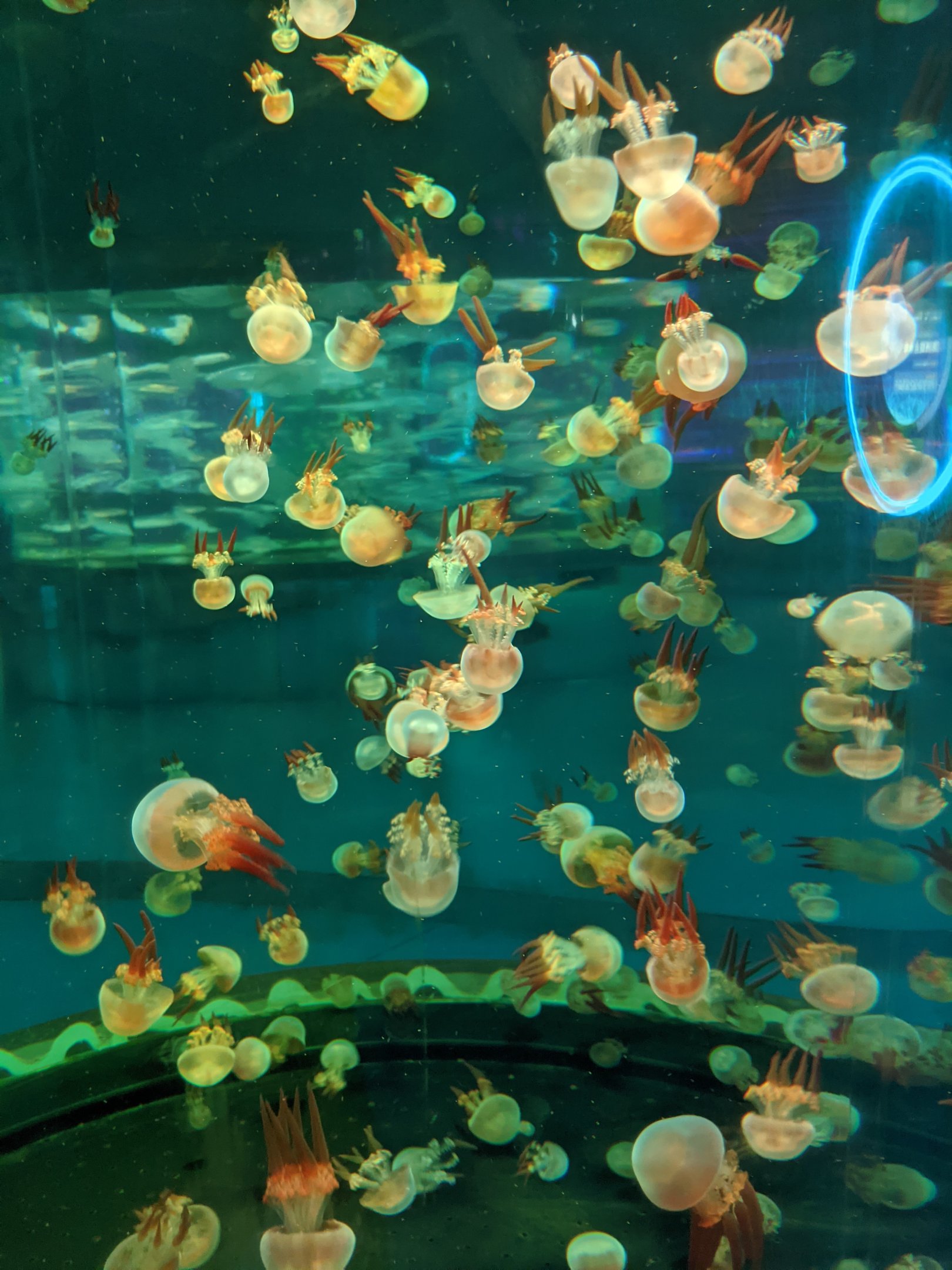 Jellyfish - Ocean World (Guangzhou)