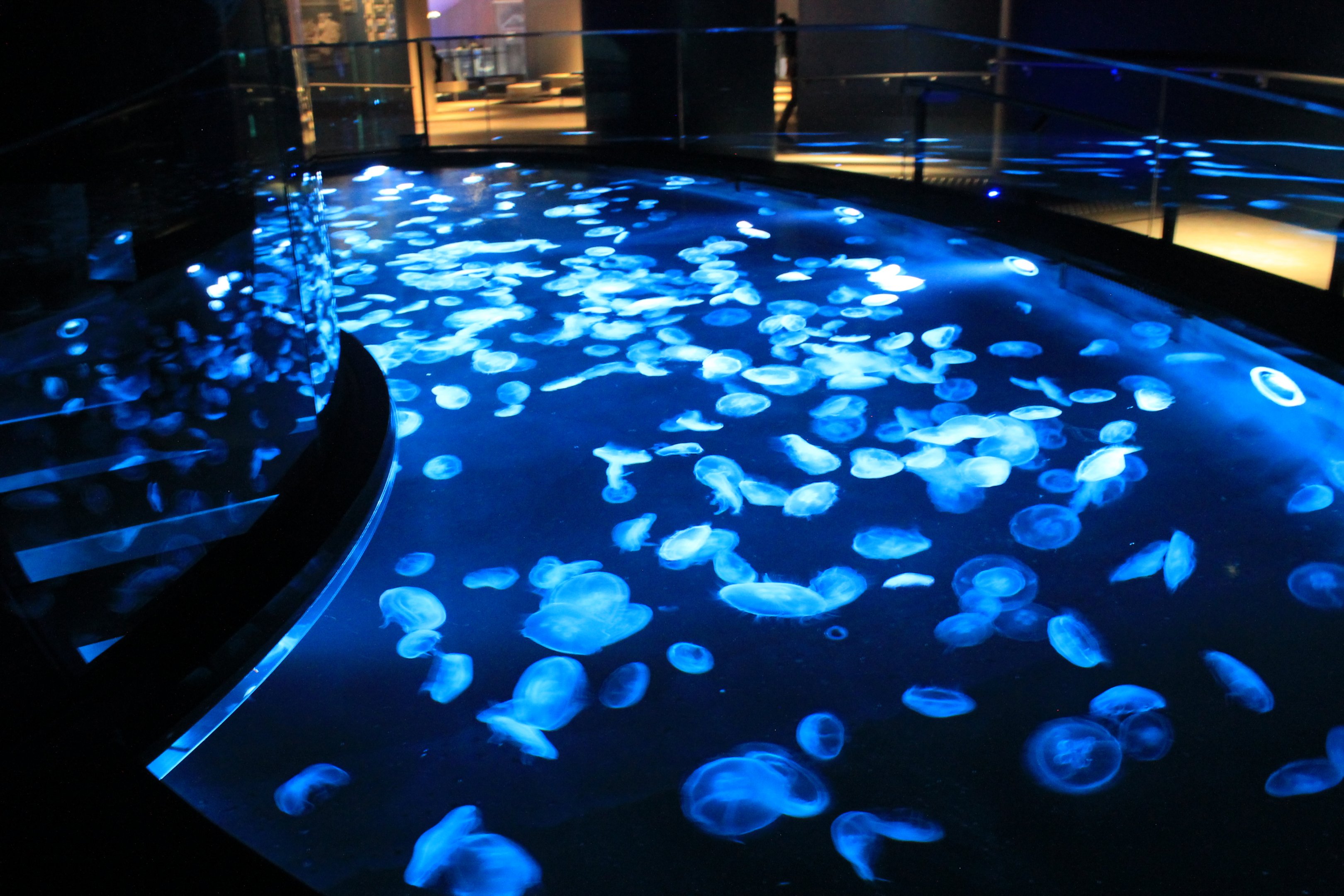 Jellyfish pool