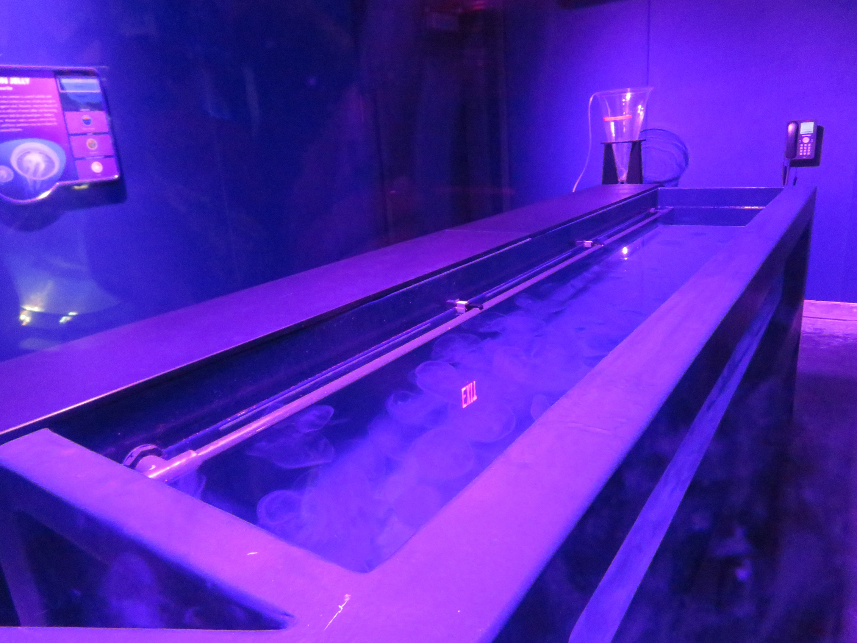Jellyfish Propagation Tank