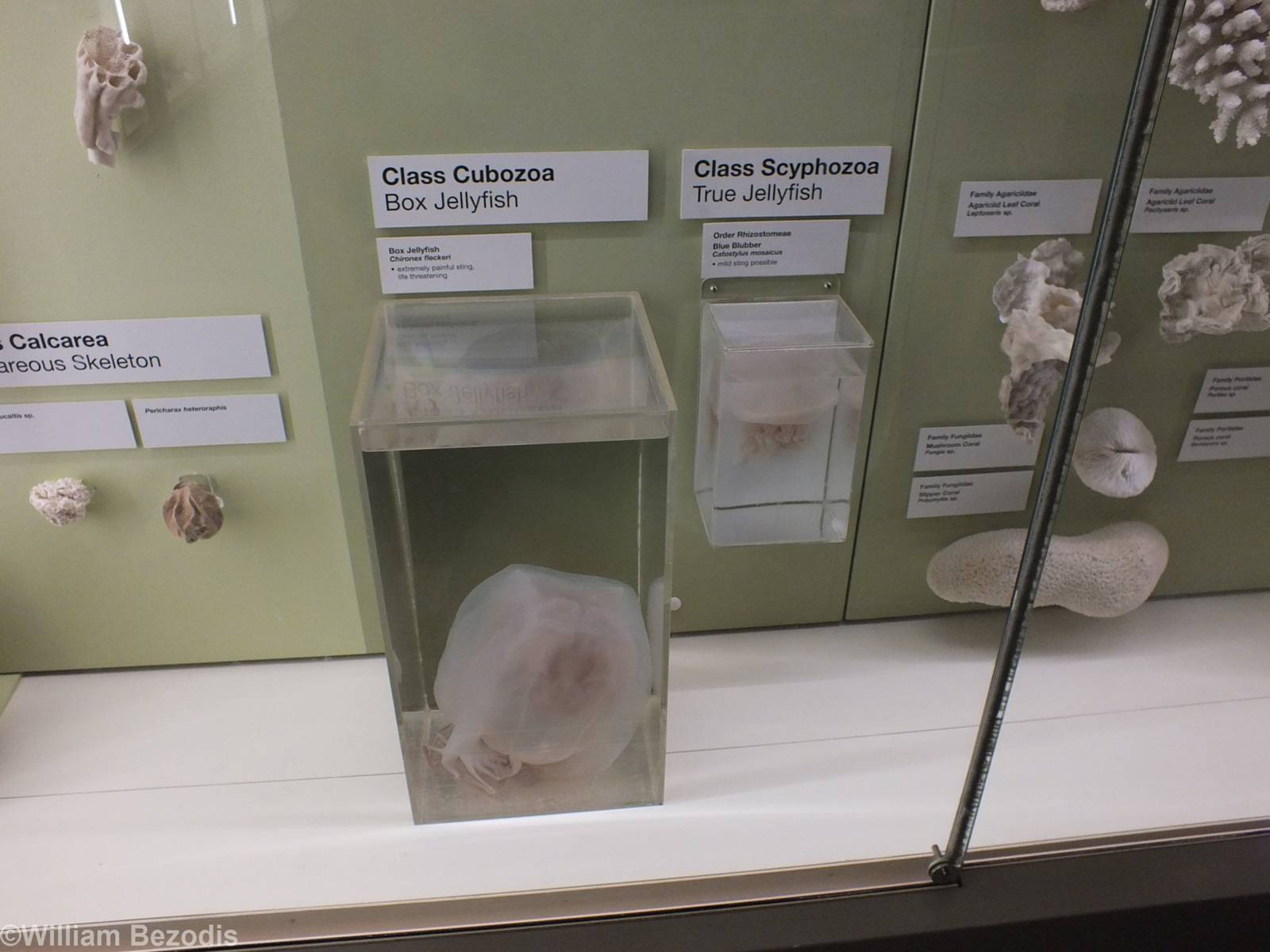 Jellyfish - Queensland Museum